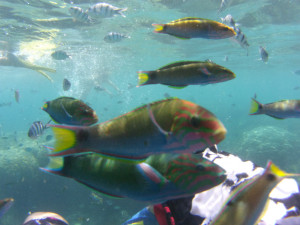 プルフンティアン島でシュノーケリング。FishPoint/世界一周わくわく教室